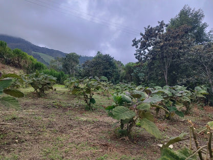 Lulo (naranjilla)
