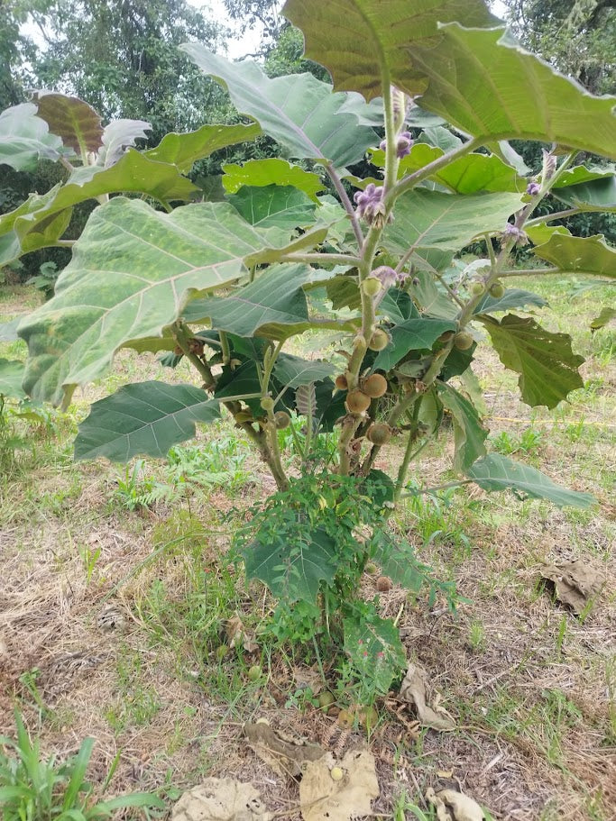 Lulo (naranjilla)